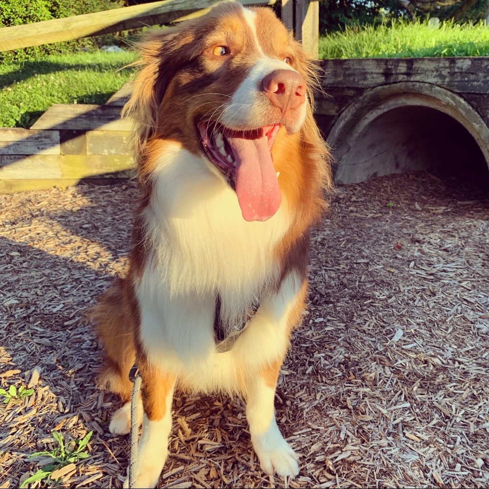 Meet your Posher, Vikki!